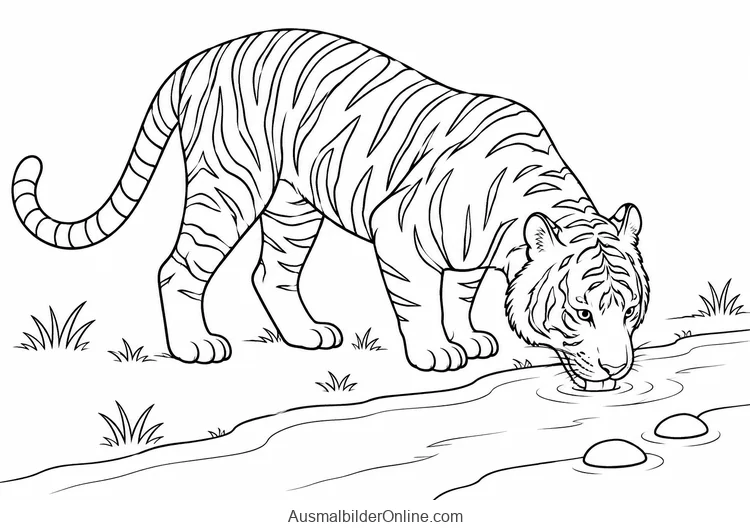 Tiger trinkt mit gesenktem Kopf aus einem schmalen Bach