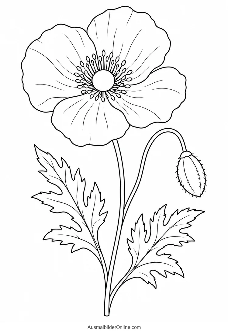 Mohnblume mit breiten Blütenblättern und hängender Knospe