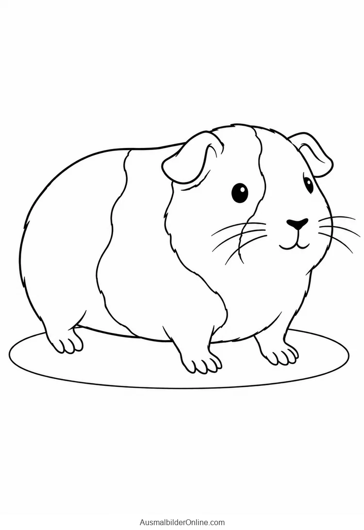 Meerschweinchen mit großen Fellflecken steht auf einer kleinen Bodenfläche