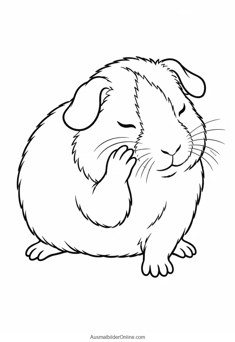 Meerschweinchen putzt mit einer Vorderpfote sein Gesicht