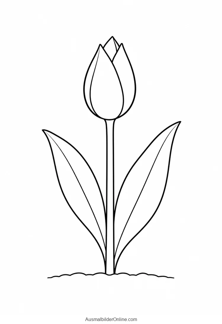 Junge Tulpe mit geschlossener Knospe und zwei langen Blättern