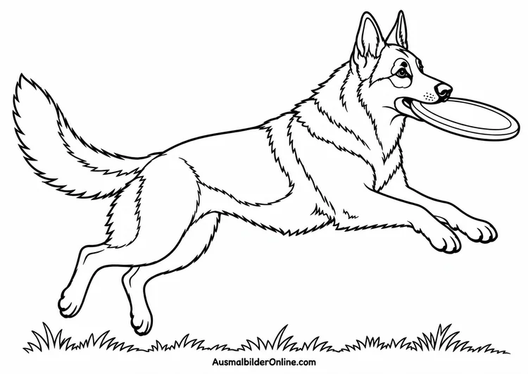 Deutscher Schäferhund springt über eine Wiese und trägt eine Frisbeescheibe