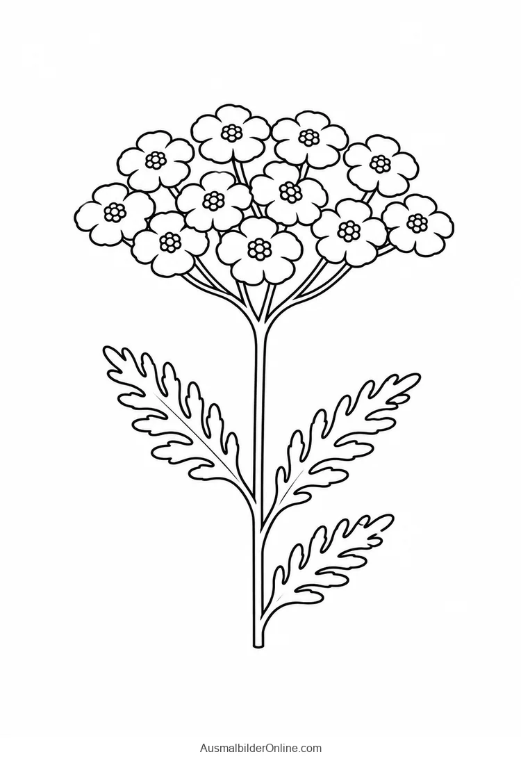Breiter flacher Blütenstand aus kleinen rundlichen Blüten und gefiederten Blättern