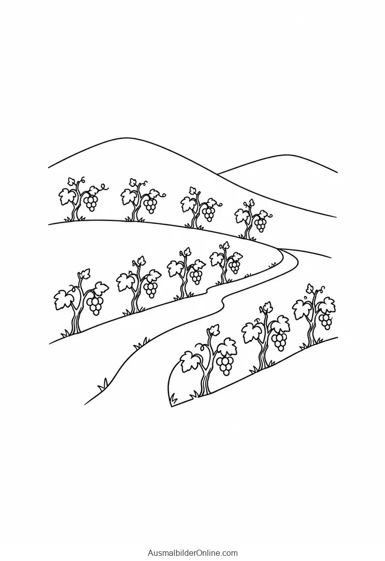 Breite Rebzeilen ziehen sich neben einem geschwungenen Weg über einen Hang