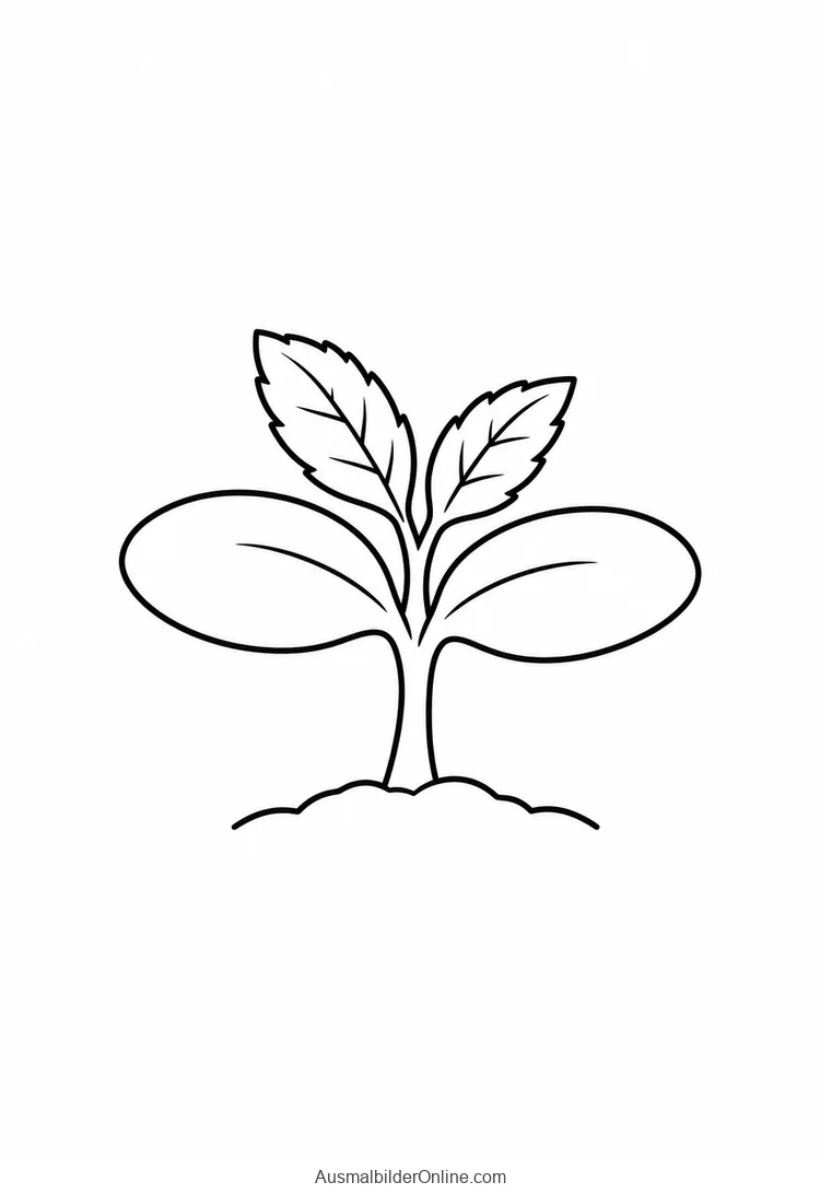 Junger Sonnenblumenkeimling mit zwei Keimblättern und zwei gezähnten Laubblättern