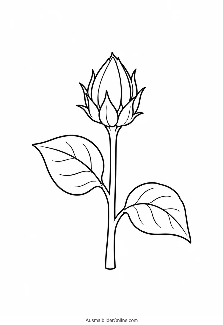 Geschlossene Sonnenblumenknospe mit spitzen Hüllblättern und zwei Laubblättern