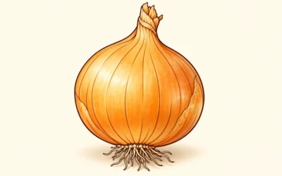 Zwiebeln ausmalen: Knolle, Schichten und Zwiebelzopf